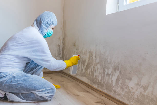 Licensed Mold Remediation service in Germantown, IL - WQB Mold Removal